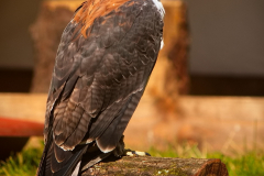 Markt_MPSSpeyer2025_027