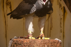 Markt_MPSSpeyer2025_028