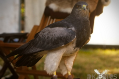 Markt_MPSSpeyer2025_031