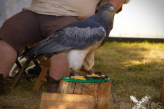 Markt_MPSSpeyer2025_033