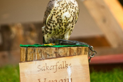 SkyhuntersSKHKoeln2024_0002