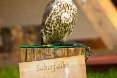 SkyhuntersSKHKoeln2024_0003