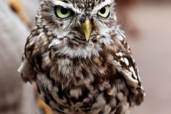 081514_30_368X0A8208