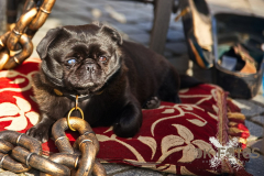 MysticaHamelon2026_110