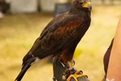 SkyhuntersMPSLuhmuehlen2024_0004