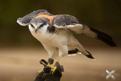 SkyhuntersMPSLuhmuehlen2024_0007