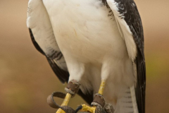 SkyhuntersMPSLuhmuehlen2024_0009