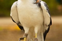 SkyhuntersMPSLuhmuehlen2024_0013