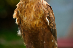 SKHKoeln2025_Skyhunters_01