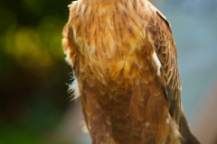 SKHKoeln2025_Skyhunters_02