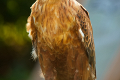 SKHKoeln2025_Skyhunters_03