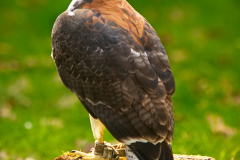 SKHKoeln2025_Skyhunters_04