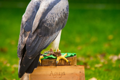 SKHKoeln2025_Skyhunters_05