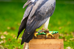 SKHKoeln2025_Skyhunters_06