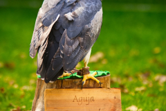 SKHKoeln2025_Skyhunters_07