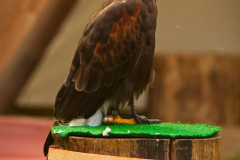 SKHKoeln2025_Skyhunters_08