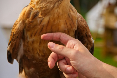 SKHKoeln2025_Skyhunters_09