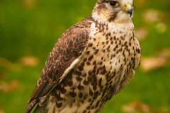 SKHKoeln2025_Skyhunters_11