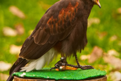 SKHKoeln2025_Skyhunters_12