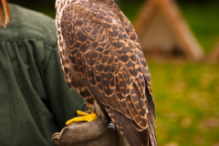 SKHKoeln2025_Skyhunters_13