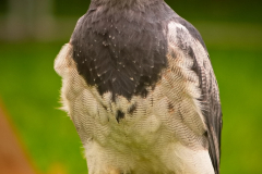 SKHKoeln2025_Skyhunters_15