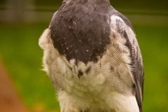 SKHKoeln2025_Skyhunters_16