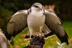 SKHKoeln2025_Skyhunters_17