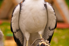 SKHKoeln2025_Skyhunters_18