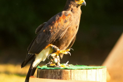 SkyhuntersSKHKoeln2024_0001