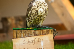 SkyhuntersSKHKoeln2024_0004