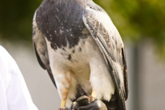 SkyhuntersSKHKoeln2024_0005